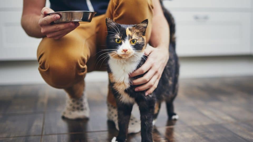 Best Senior Cat Food For Kidney Health 2025