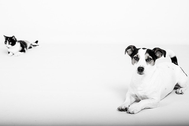 safe kitten-dog interactions