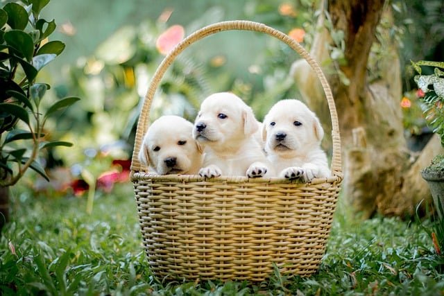 large breed puppy care tips