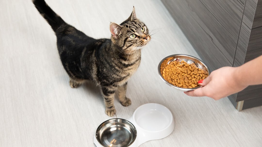 Cat Feeding Problems