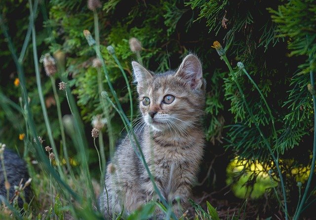 feline diet specialist consultation
