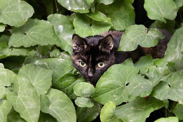 best cat nutritionists in Los Angeles 2025