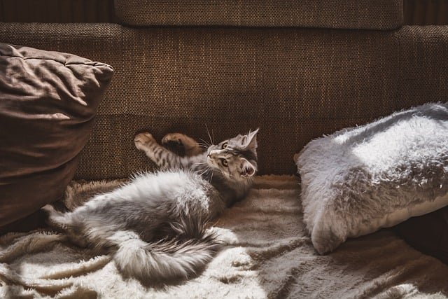 kitten safety in studio apartments