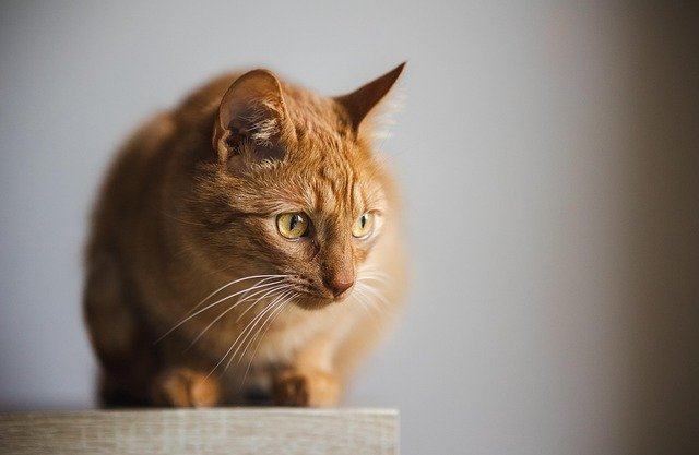 pet-friendly security systems for apartments