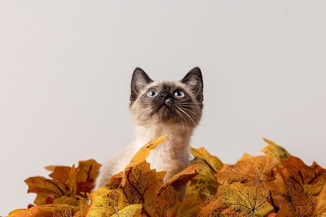 best kitten-proof home security systems for studio apartments 2025