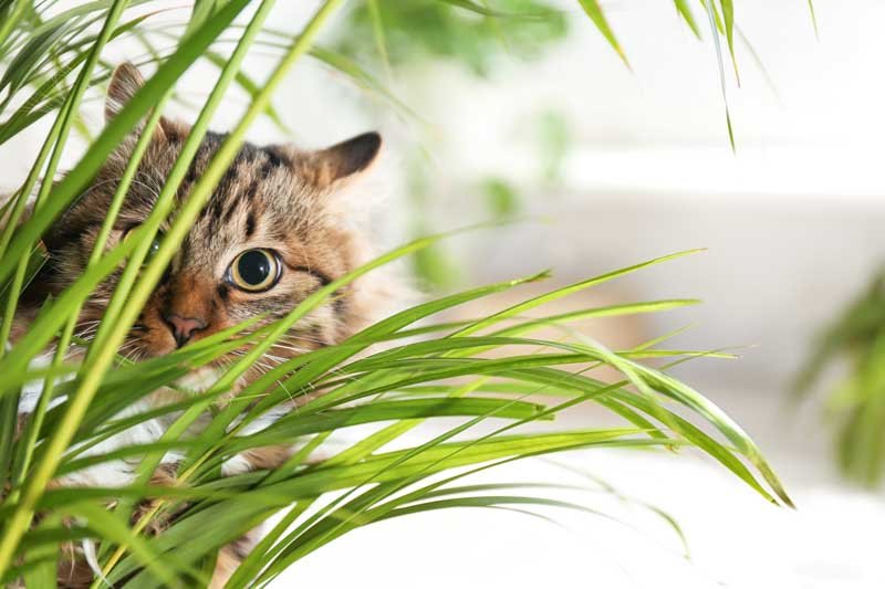 Cat Safe Houseplants