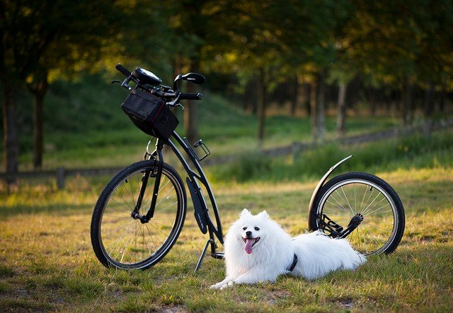 how to introduce a kitten to a dog with high prey drive