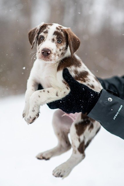 local puppy socialization