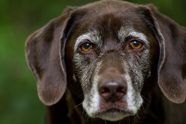 labrador retriever puppy joint health supplements 2025