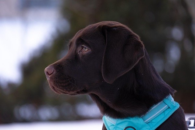 hip dysplasia prevention in Labradors