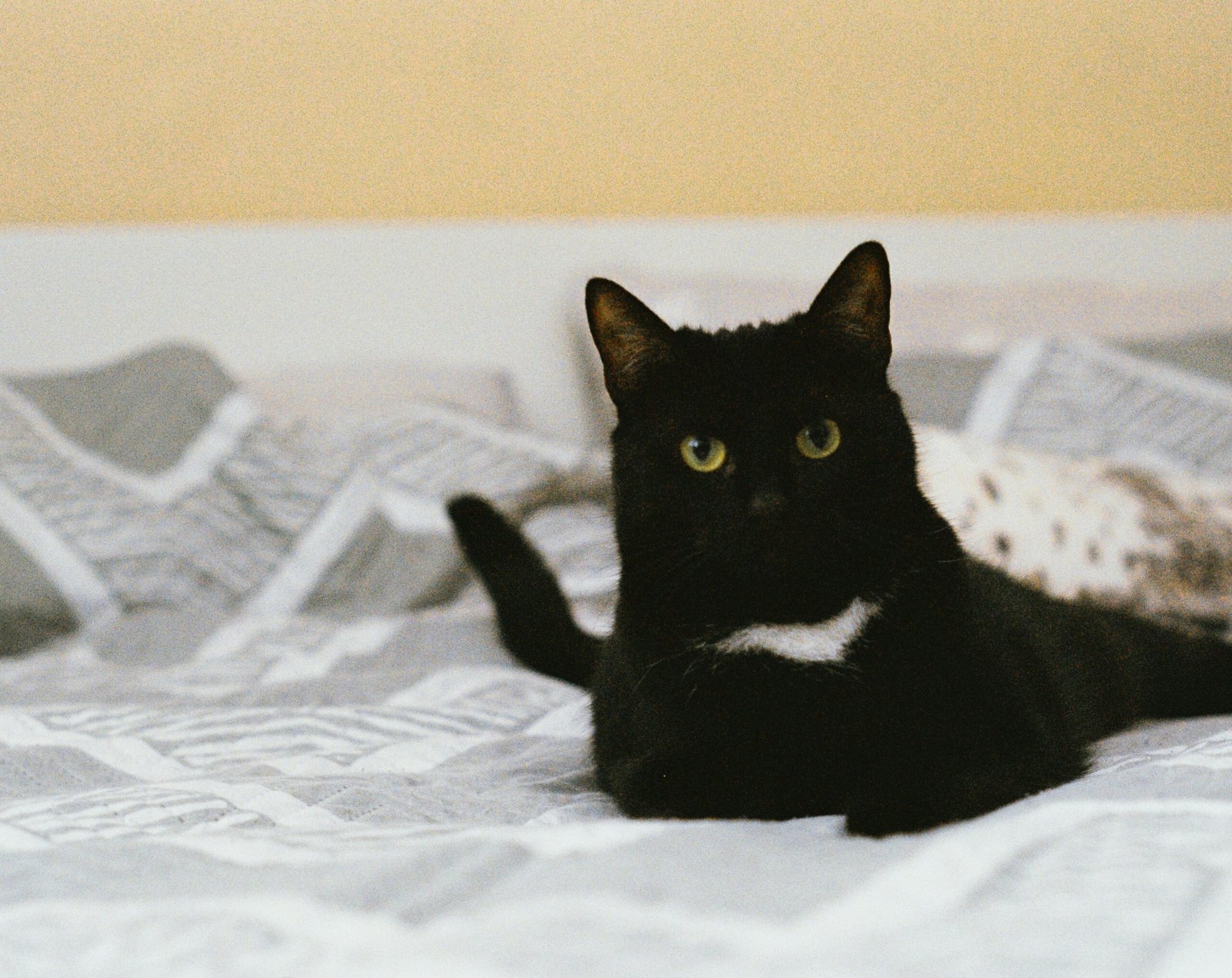 why do cats knead