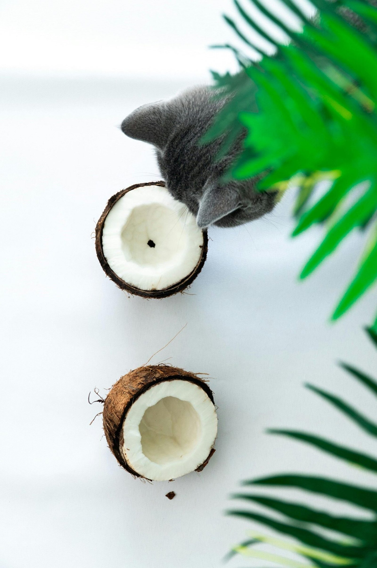 top-rated wet cat food for urinary health 2025
