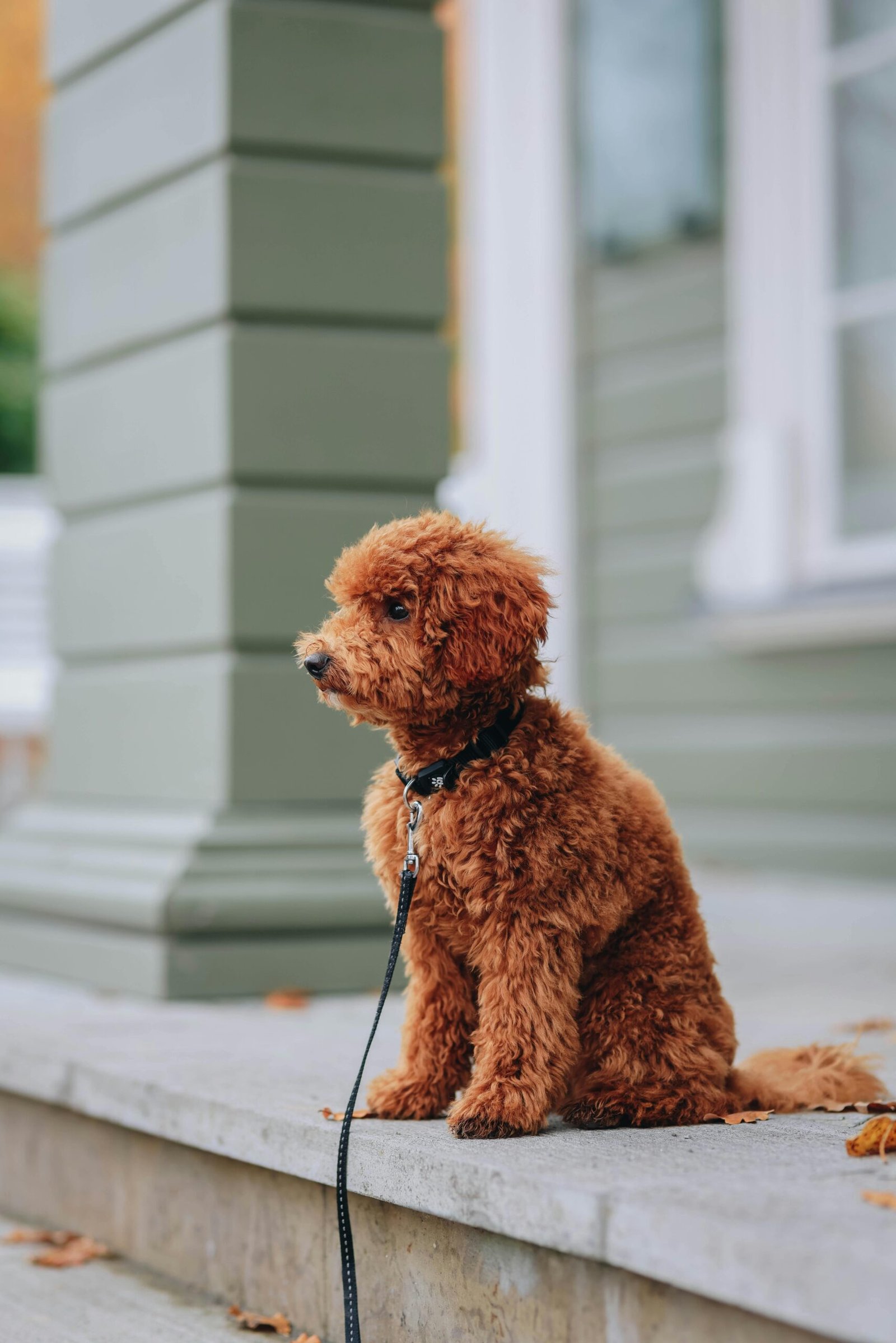 puppy obedience training