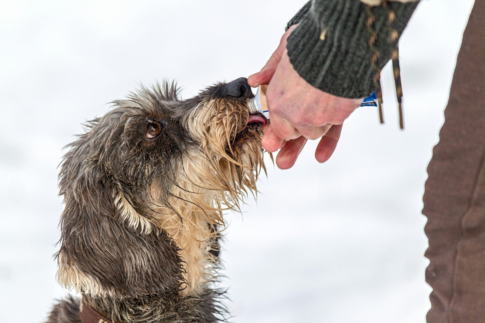 flea and tick prevention