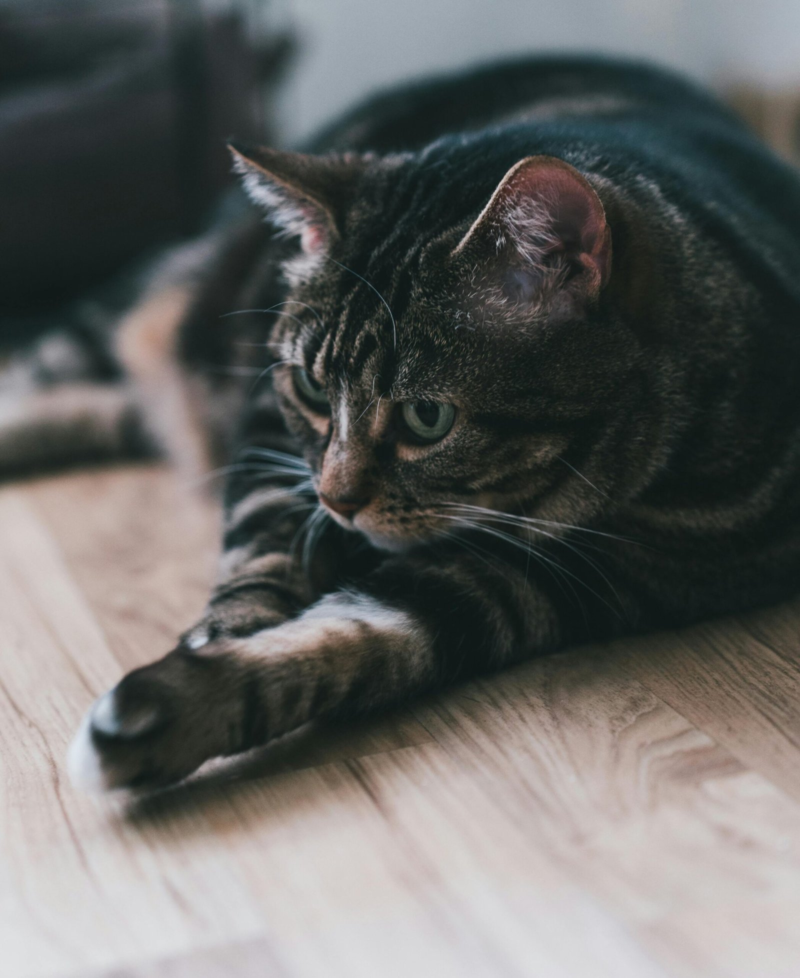 pet care tips