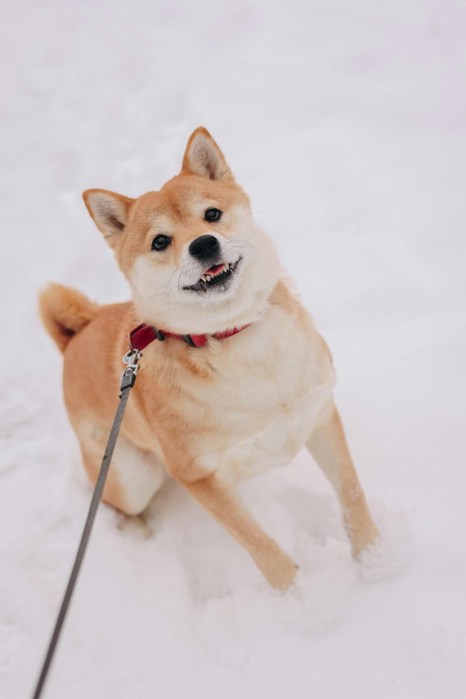 dog with flea collar