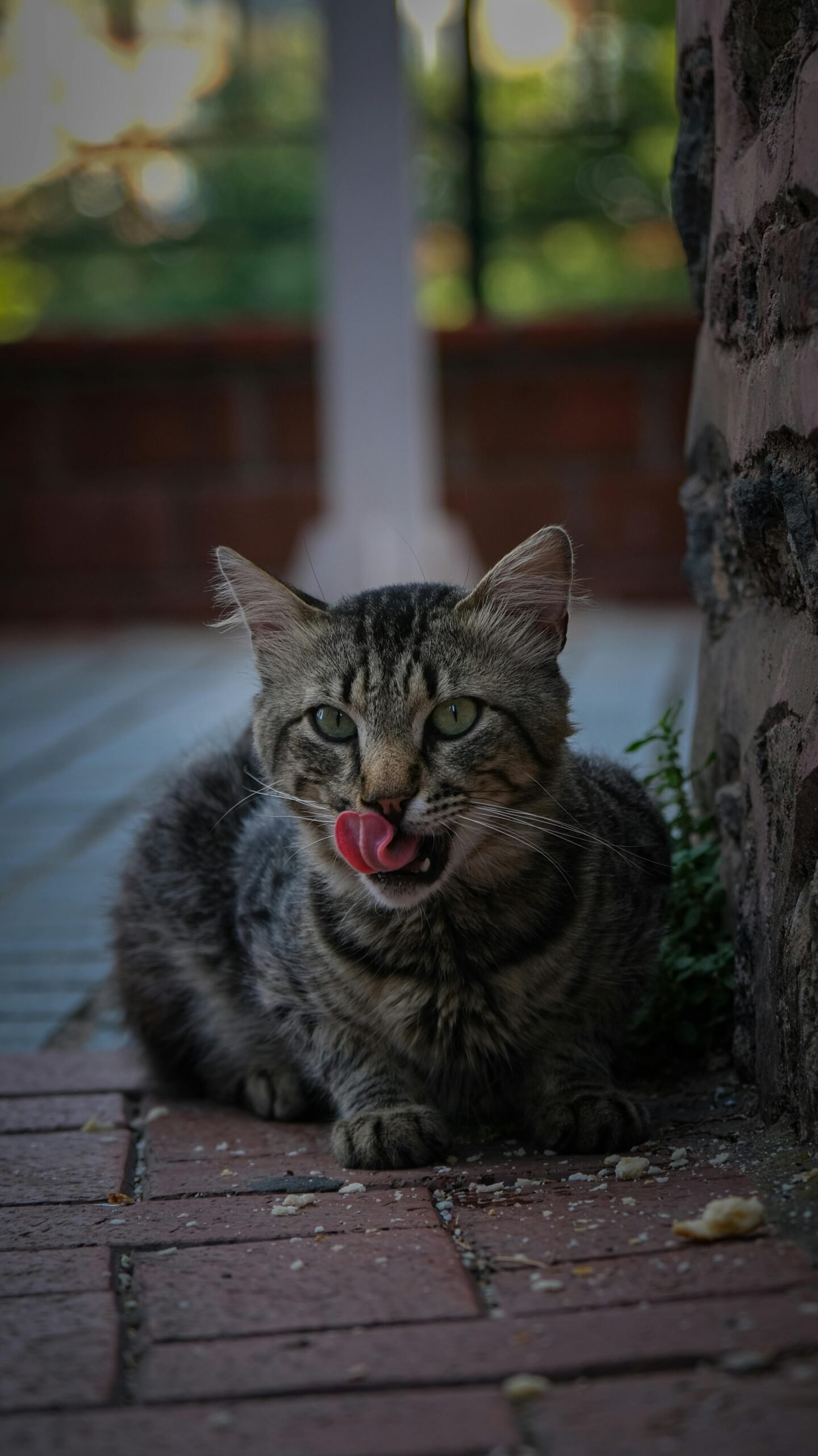 why do cats knead their owners