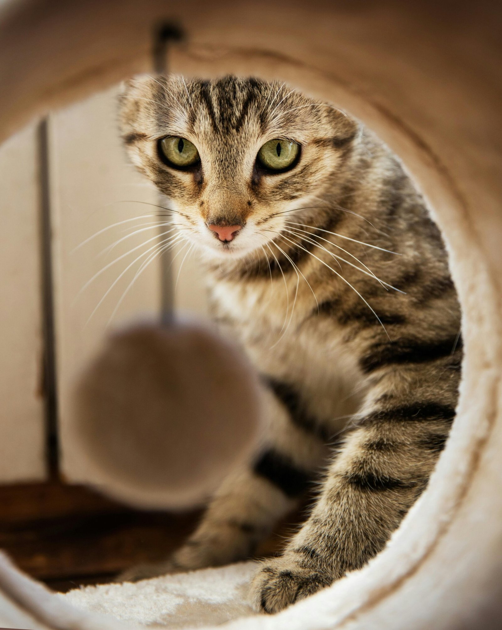 Cat peeking from behind a curtain during hide and seek