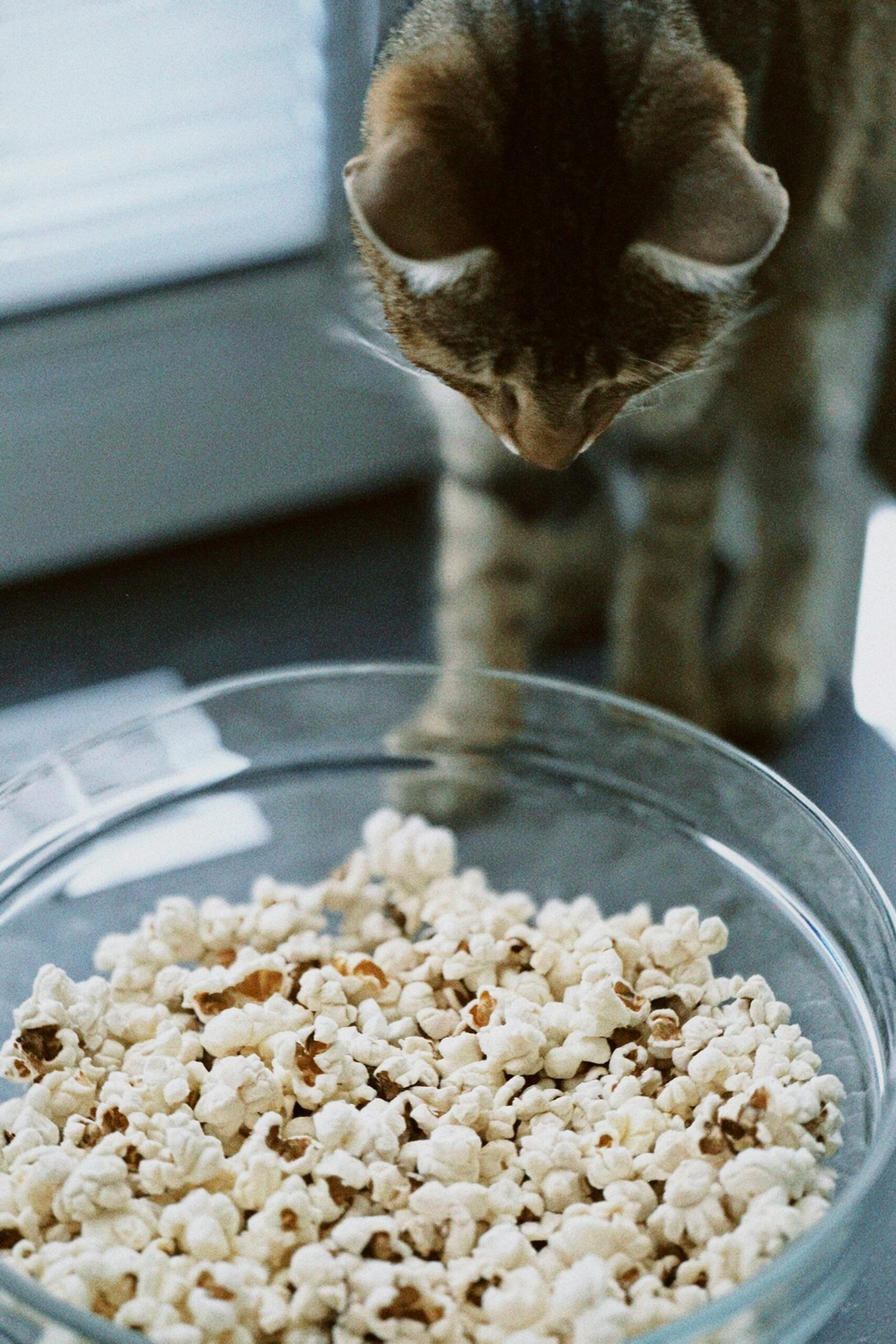 Purina Pro Plan Urinary Cat Food