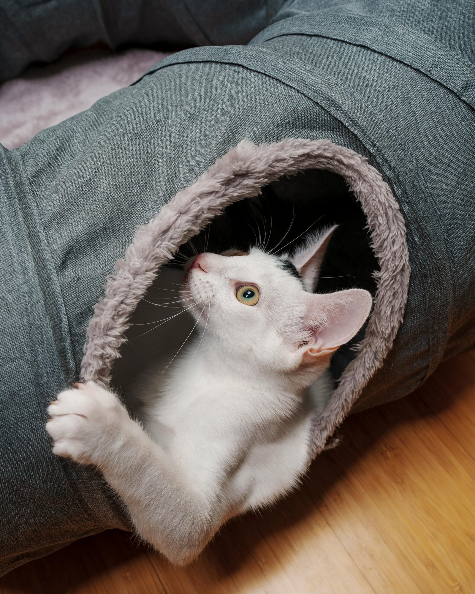 Cat playing with a motorized mouse toy
