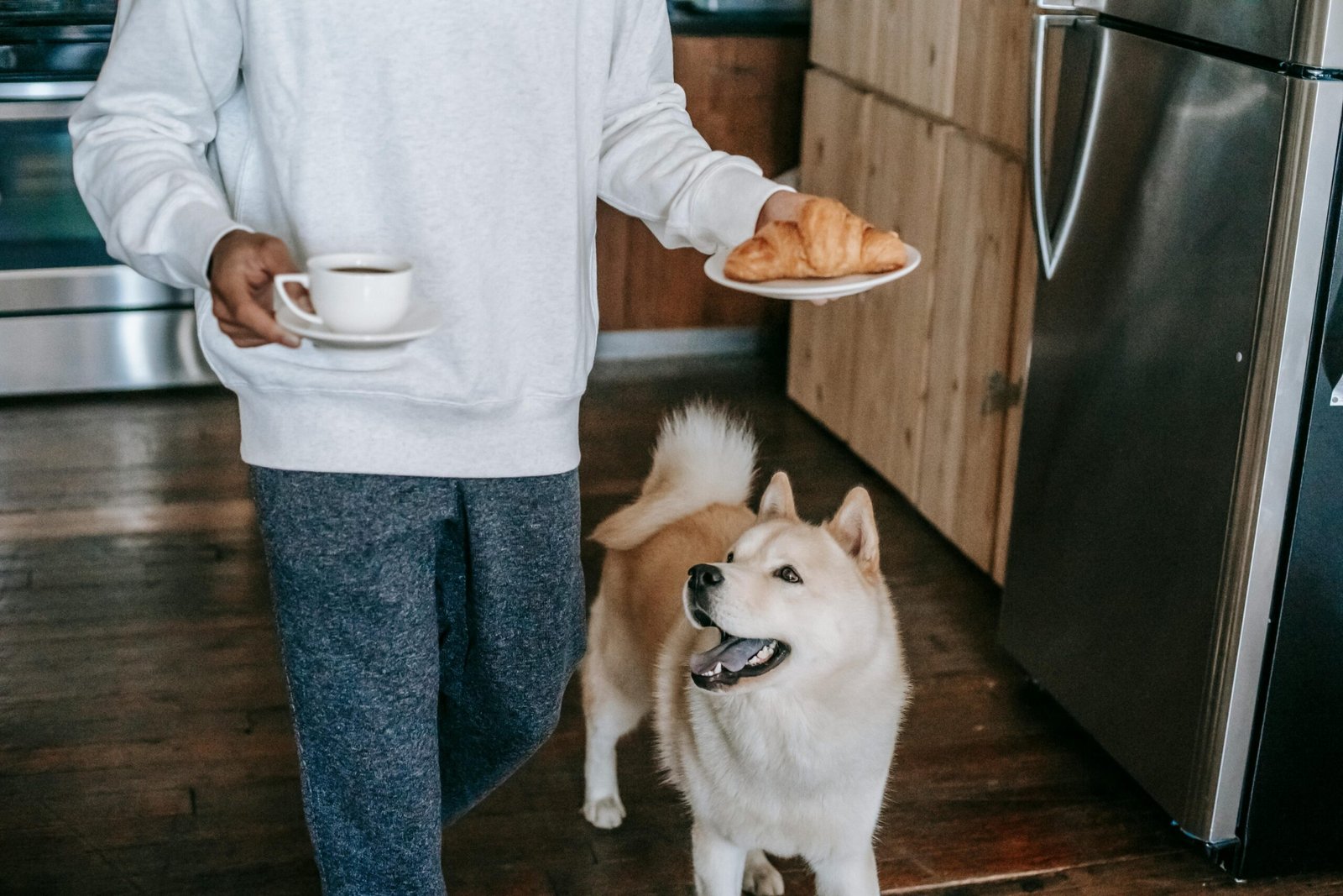 how to improve dog gut health