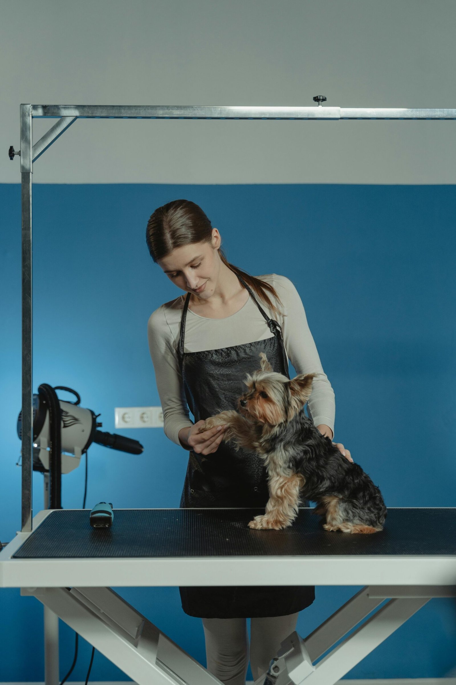 affordable dog grooming services