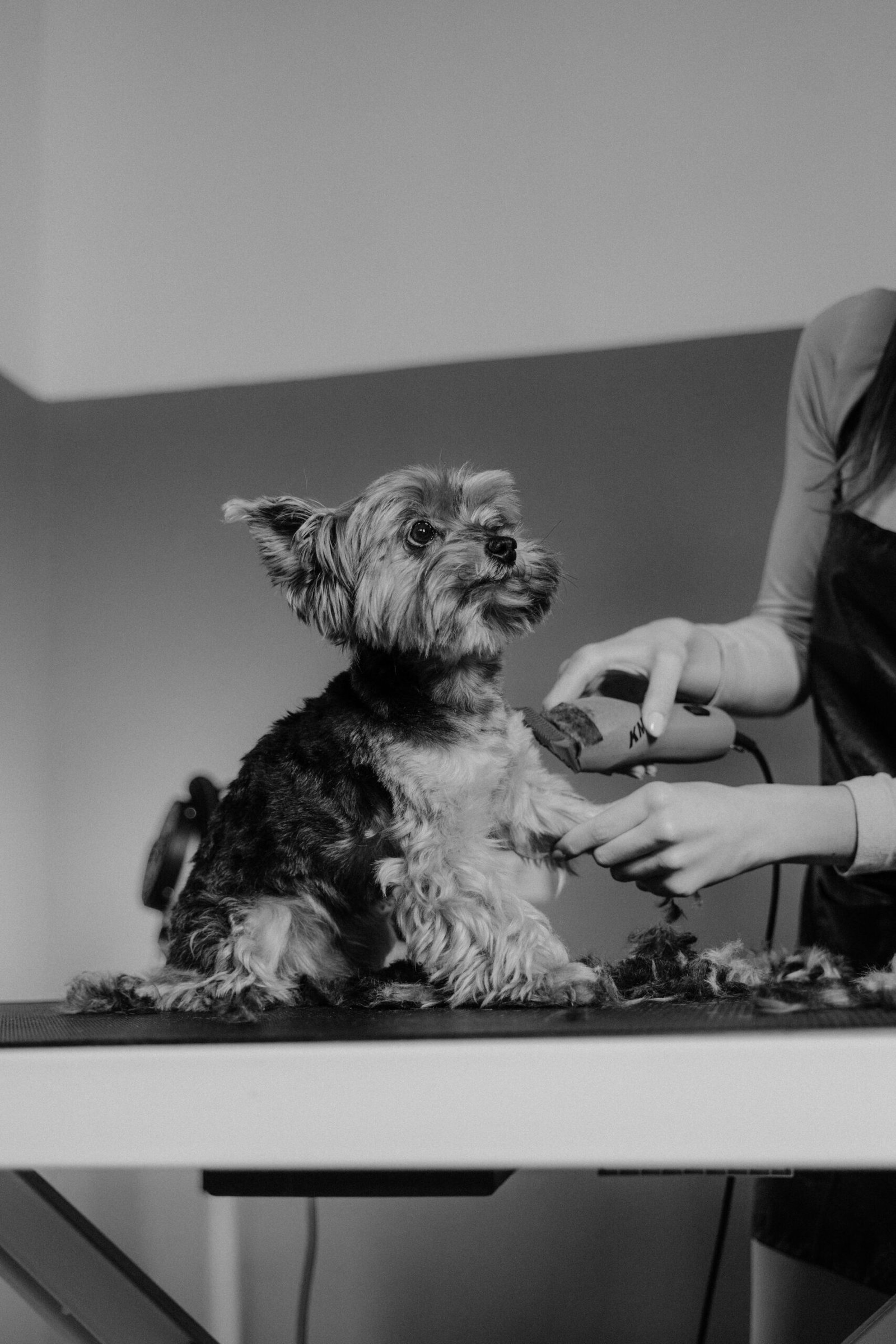 professional dog grooming salon