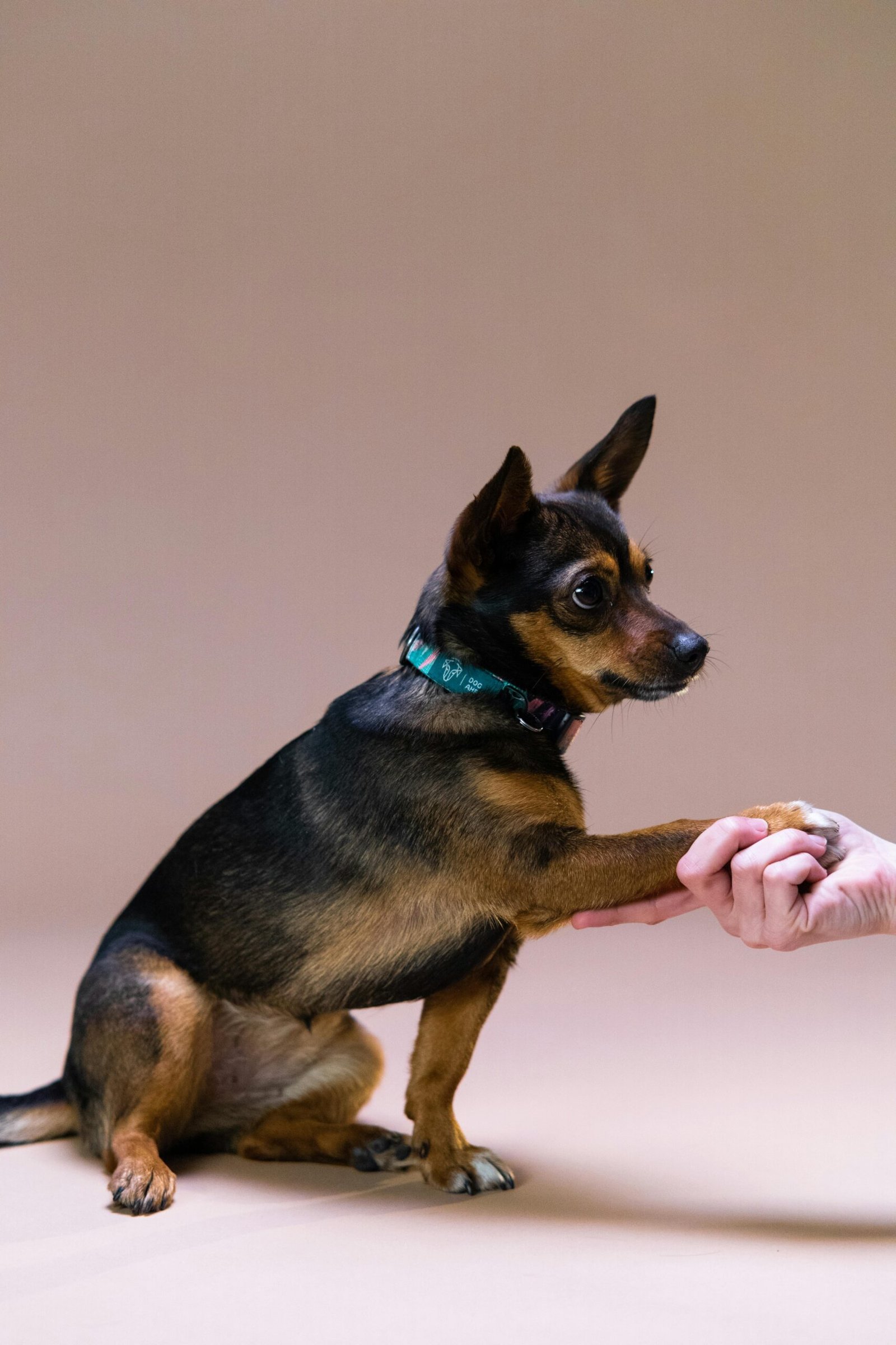 best way to train a puppy