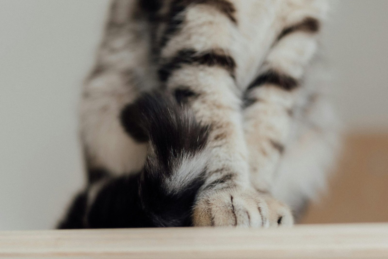 cat kneading behavior