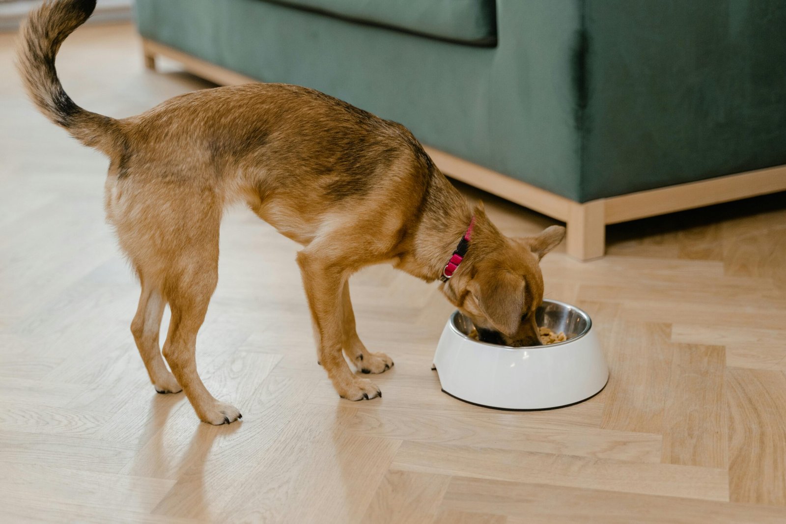 best dog food for allergies