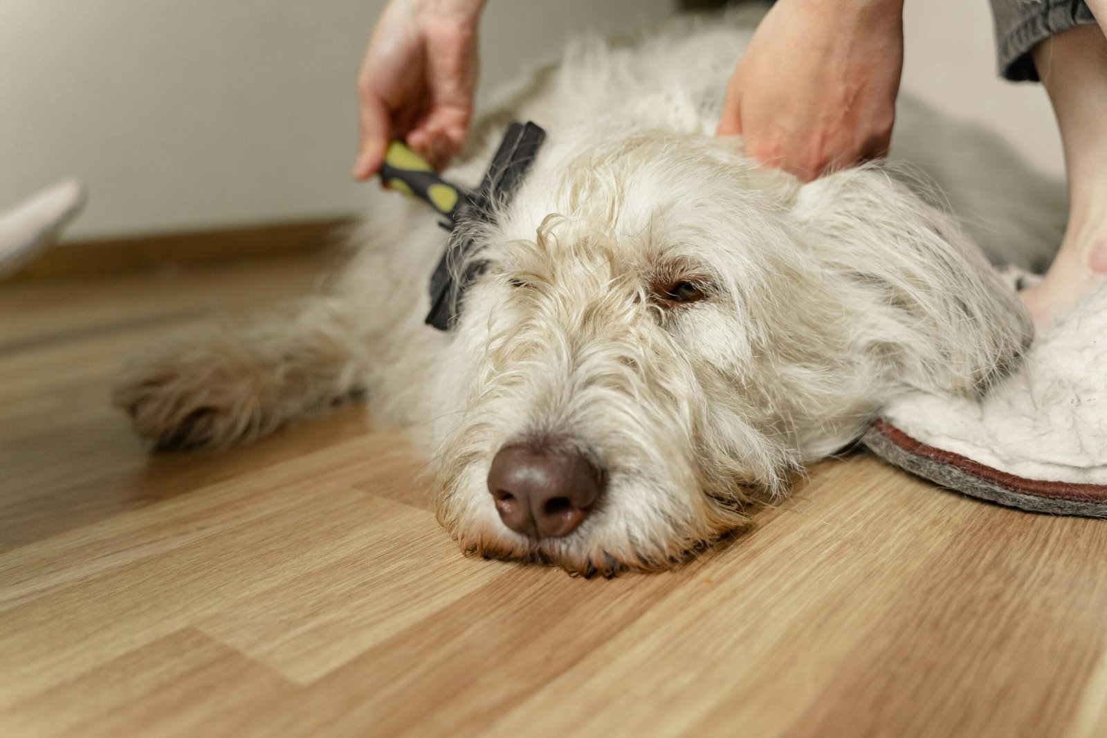 Professional groomer trimming a dog’s fur