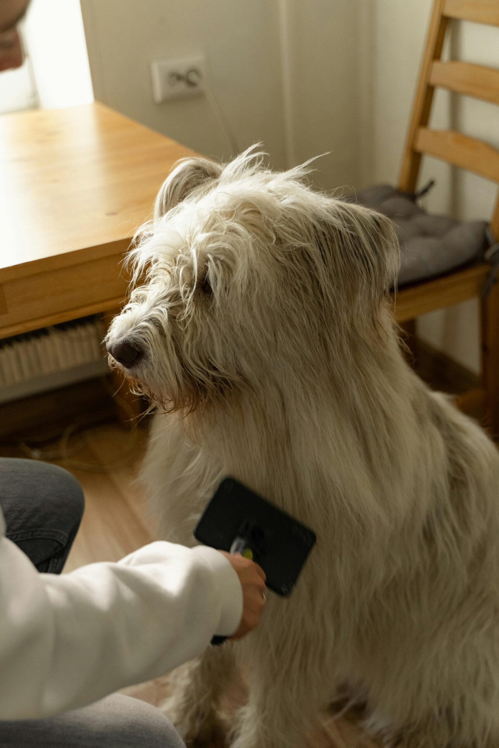 Dog having its teeth brushed at home