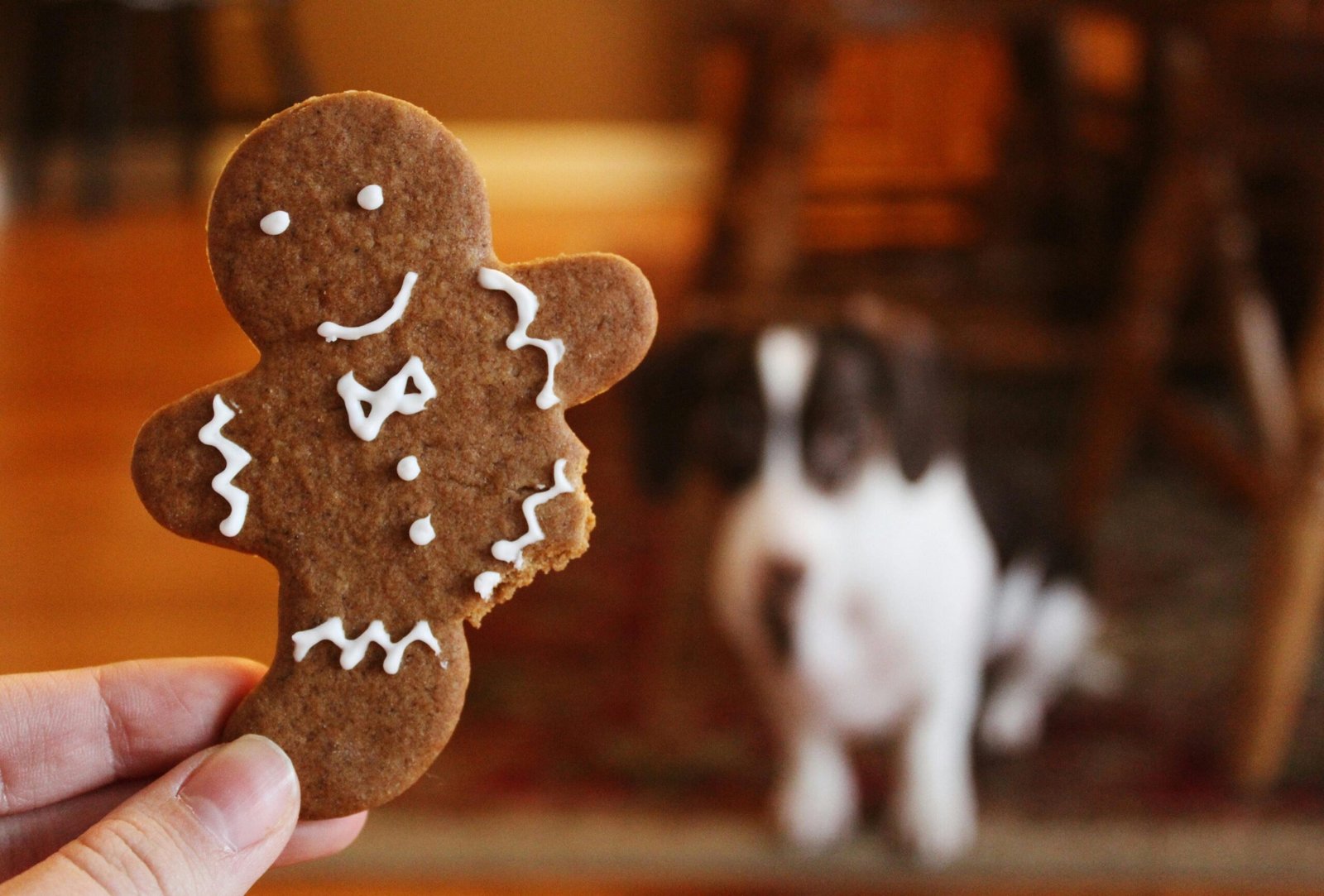dog gut health