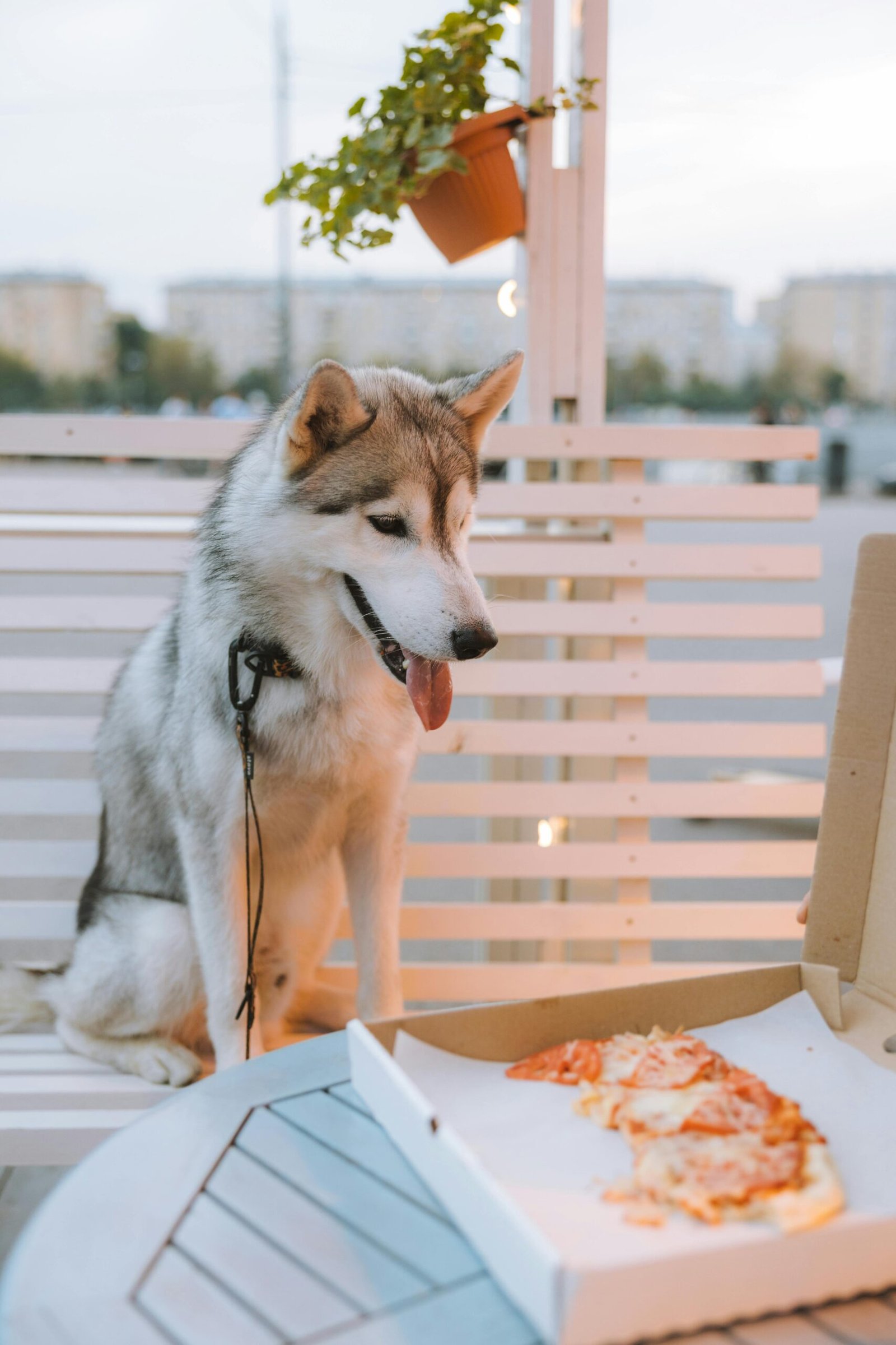 pet food labels