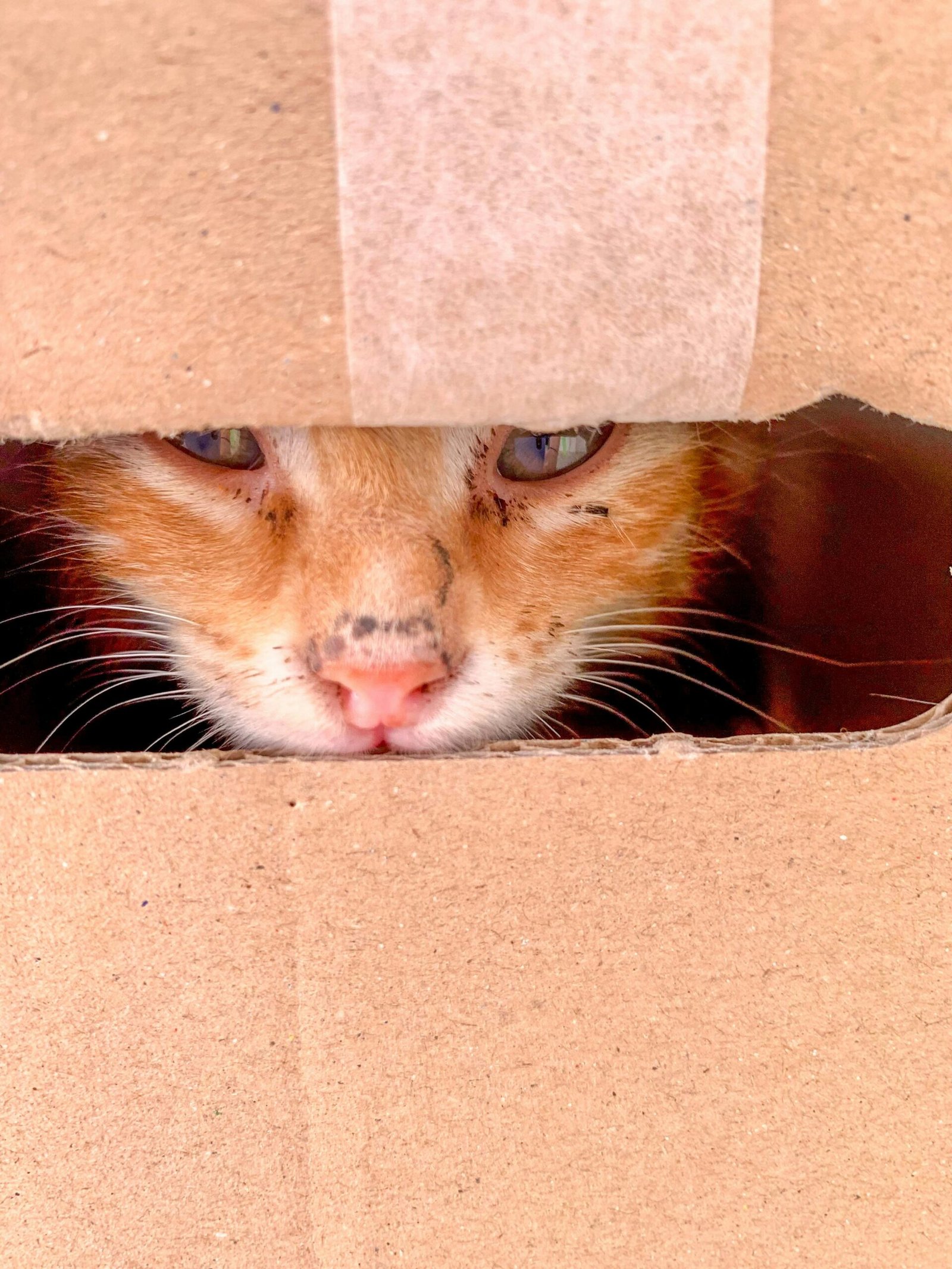Cat peeking out of a cardboard tunnel