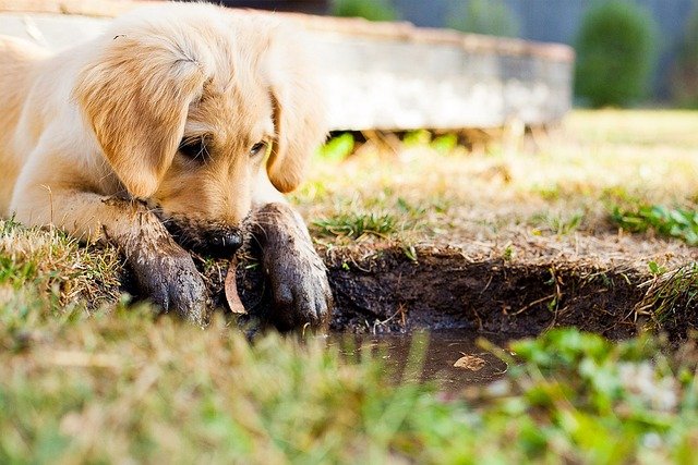 healthy vaccinated puppy