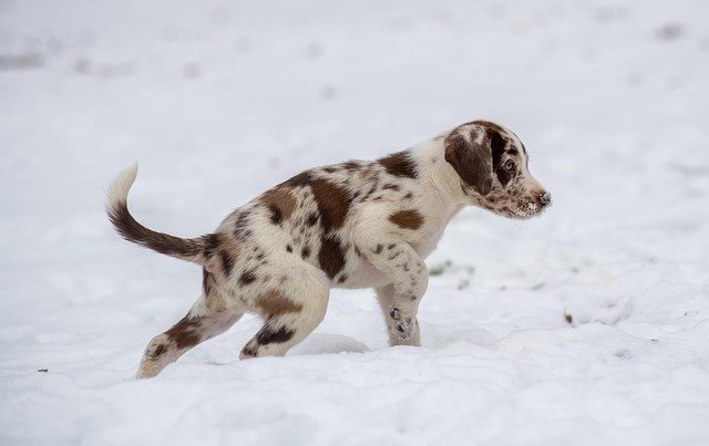 non-toxic teething solutions for puppies