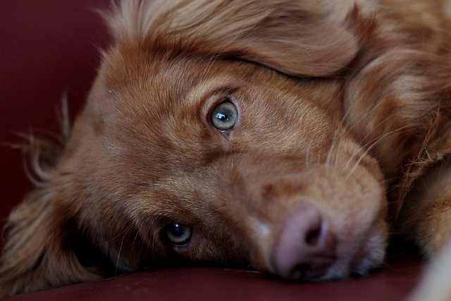 best puppy socialization classes in Denver 2025