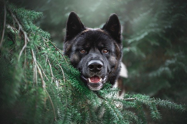 best online dog training certification 2025