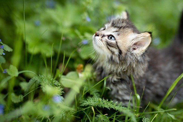 preventive feline healthcare for kittens