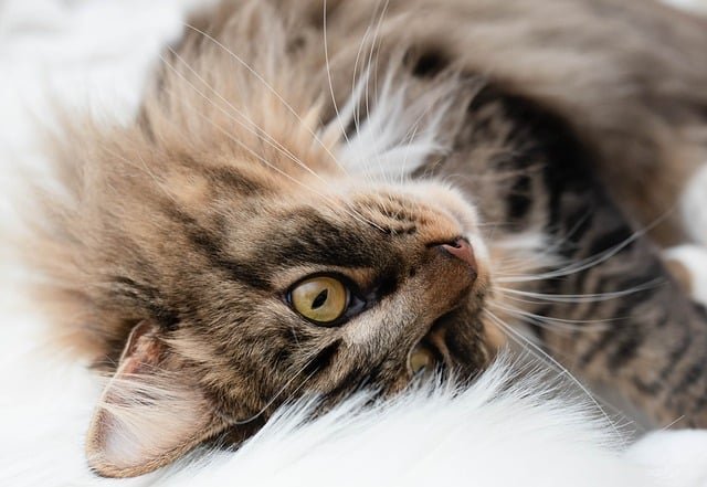 preventive care cat plans in Los Angeles