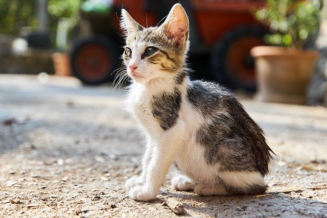 how to recognize early signs of feline leukemia in kittens