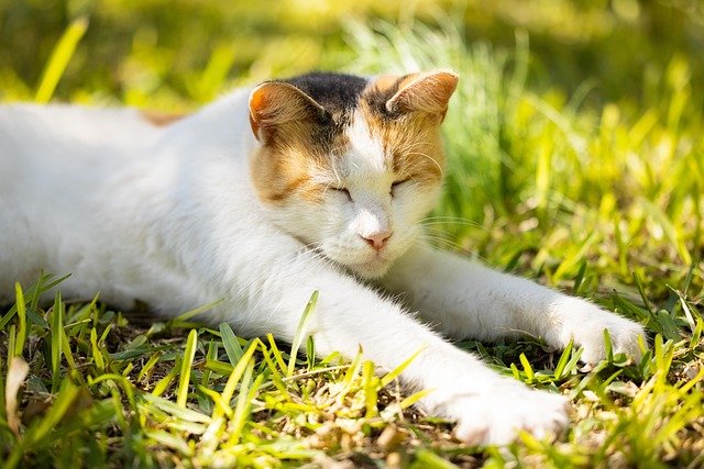 Southern California pet health packages