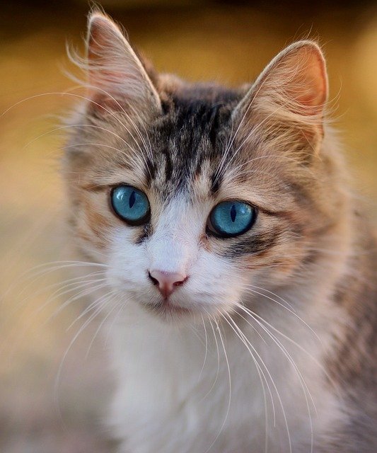 best insurance for older cats
