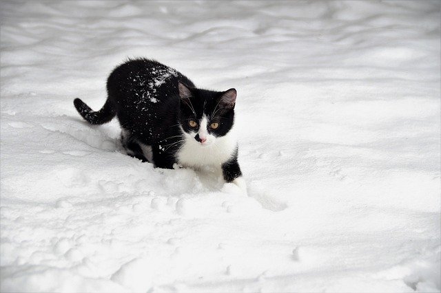 kitten with feline leukemia symptoms