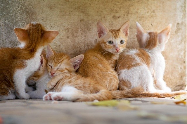 senior cat insurance comparison