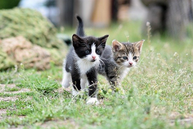 top-rated pet insurance for senior cats 2025