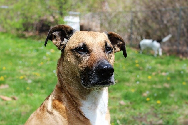 search and rescue dog breeds