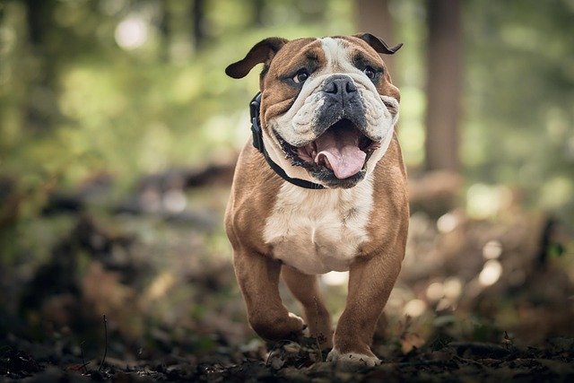 online dog behaviorist training success