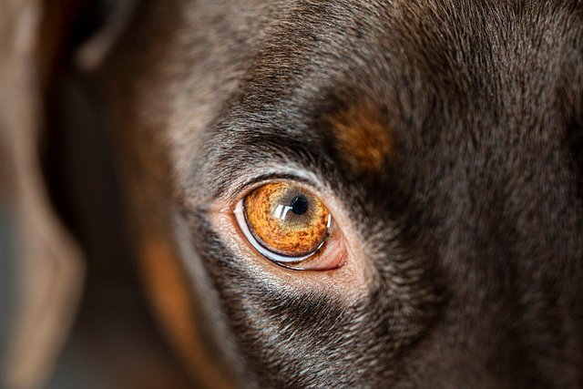 best service dog training programs Los Angeles 2025